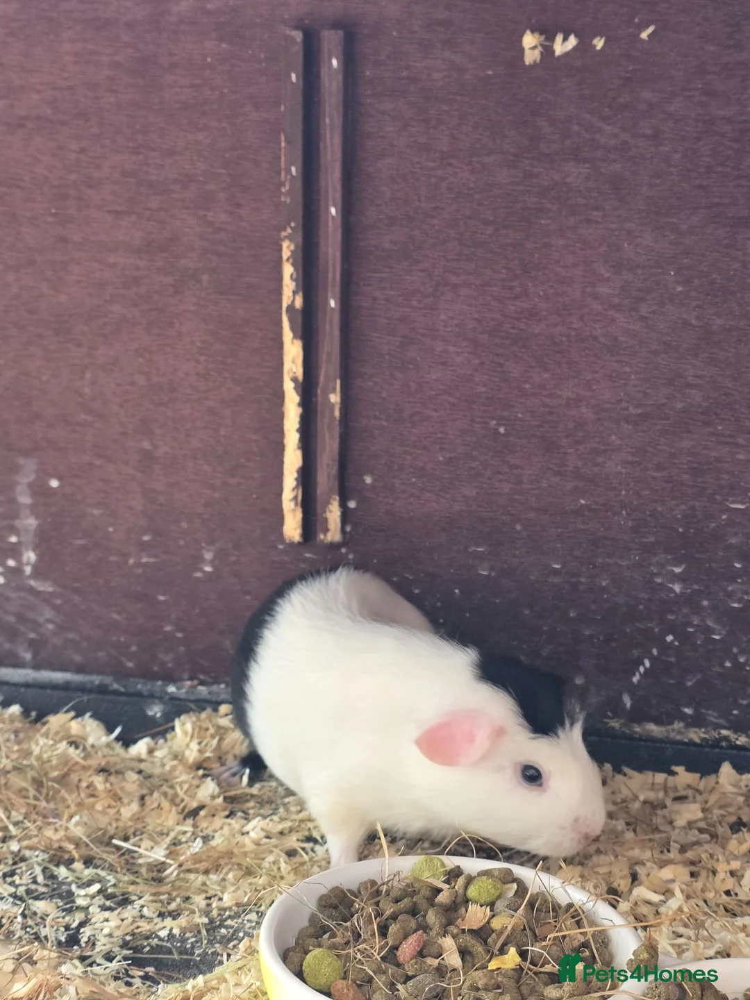 Guinea Pig rodents for sale: 2 guinea pigs for sale - Advert 2