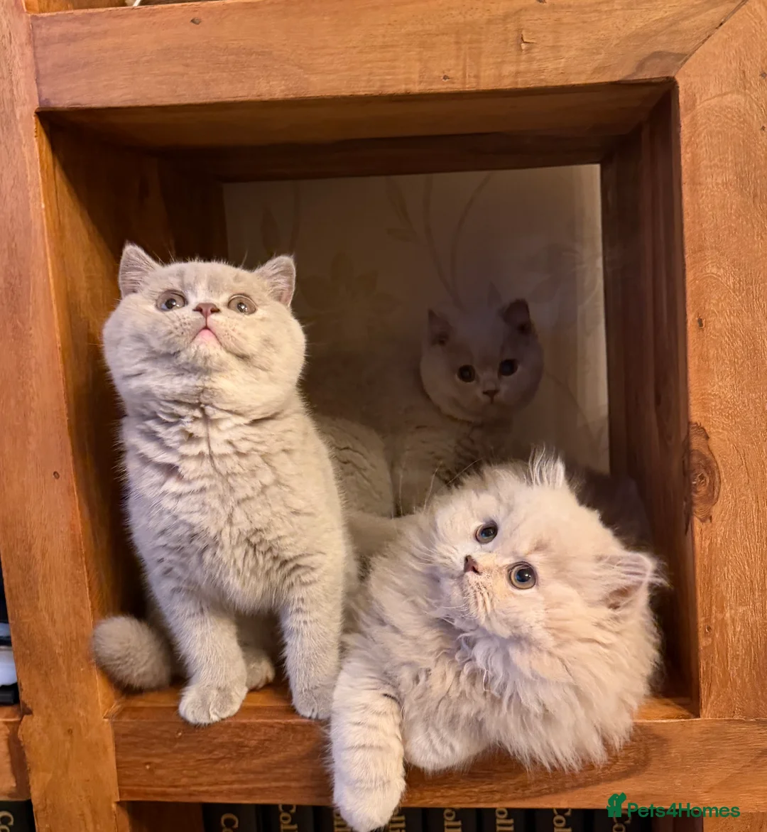 British Shorthair cats for sale: Lilac Tortie British Shorthair Female - Advert 8