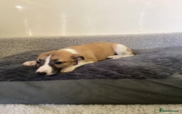 Whippet dogs for sale: Whippet puppies  - Image 12
