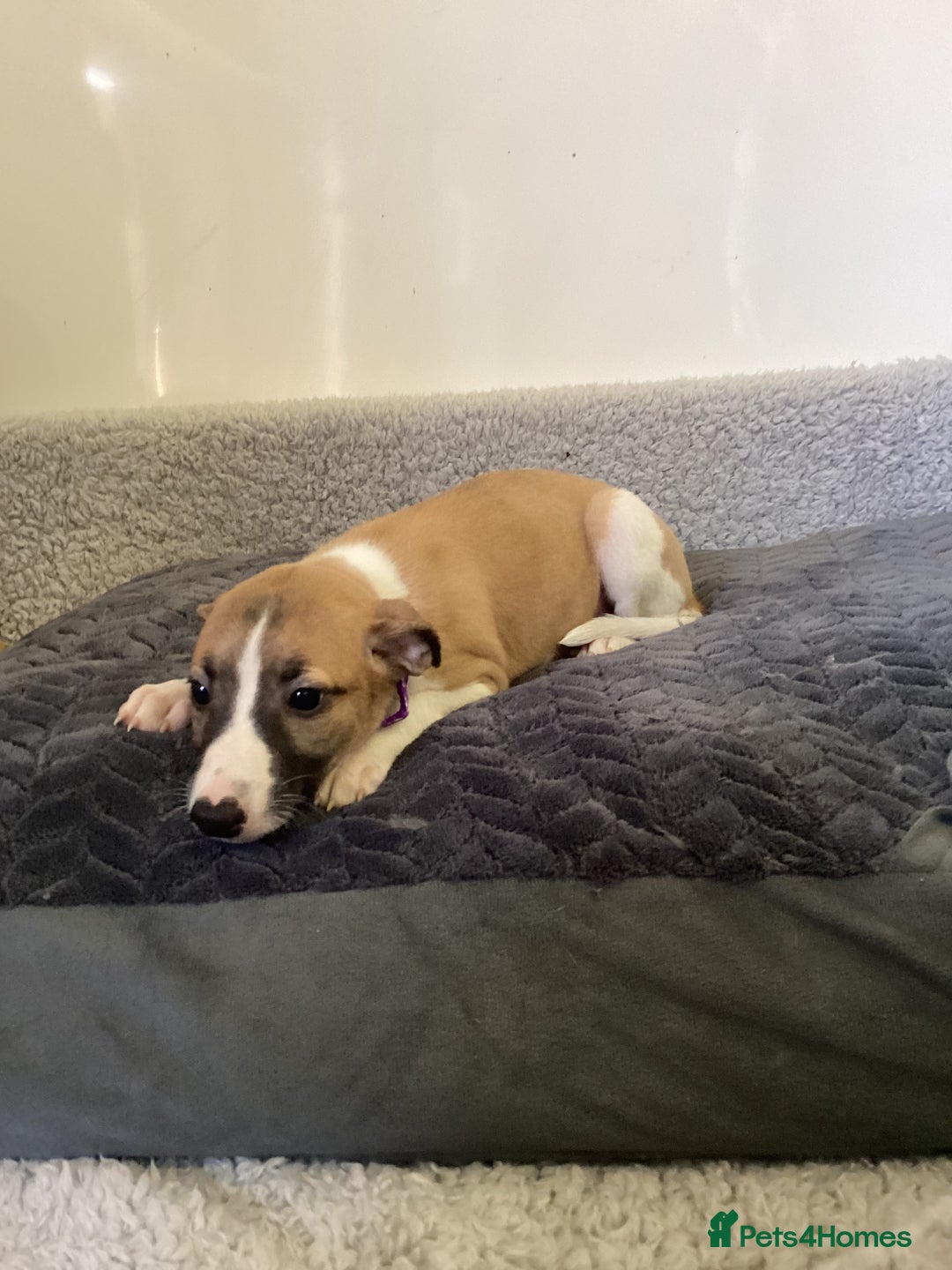 Whippet dogs for sale: Whippet puppies  - Image 12