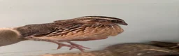 Quail poultry for sale: Quail - Hens and Roos - Advert 7