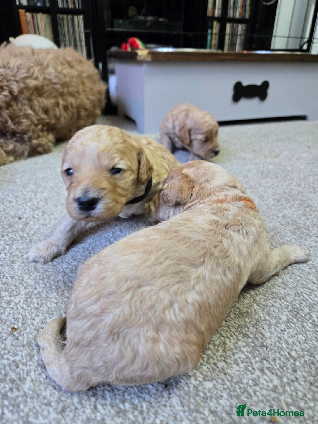 Cockapoo dogs for sale: 6 male Cockapoo puppies. Ready 13th Jan.  - Advert 5