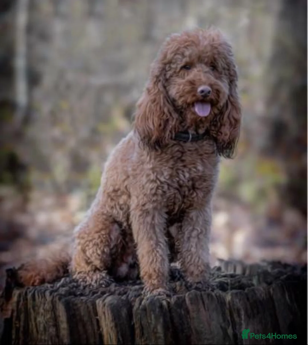 Labradoodle dogs for stud: STUD F1 Labradoodle  in Littlehampton - Advert 10