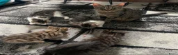 Mixed Breed cats for sale: 6 Gorgeous kittens for sale - Advert 2
