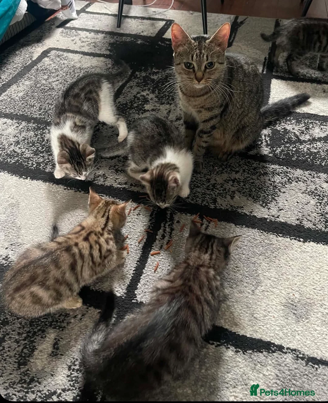 Mixed Breed cats for sale: 6 Gorgeous kittens for sale - Advert 2