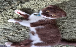 Scottish Fold cats for sale: Frankie 🩵 3 month old  Scottish Fold male kitten - Image 2
