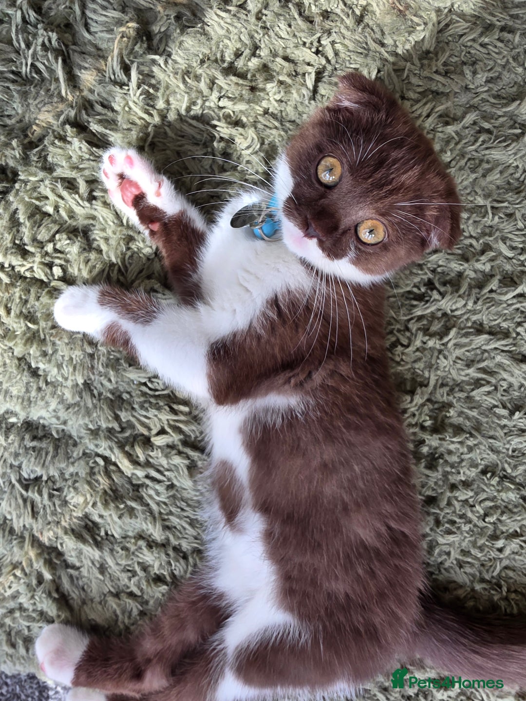 Scottish Fold cats for sale: Frankie 🩵 3 month old  Scottish Fold male kitten - Image 2