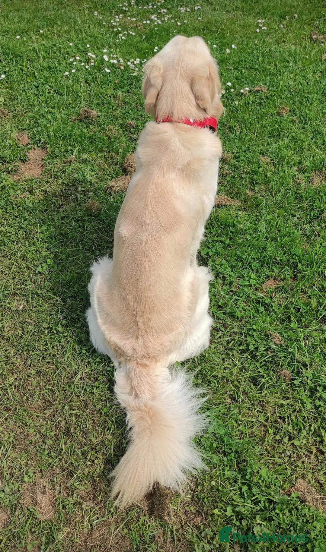 Golden Retriever dogs for stud: Gorgeous golden retriever  - Image 7