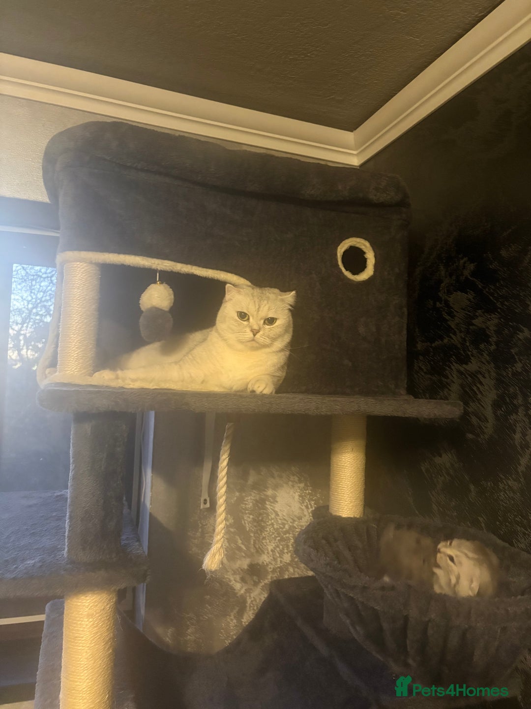 Scottish Fold cats for sale: Scottish Fold kitten - Advert 11