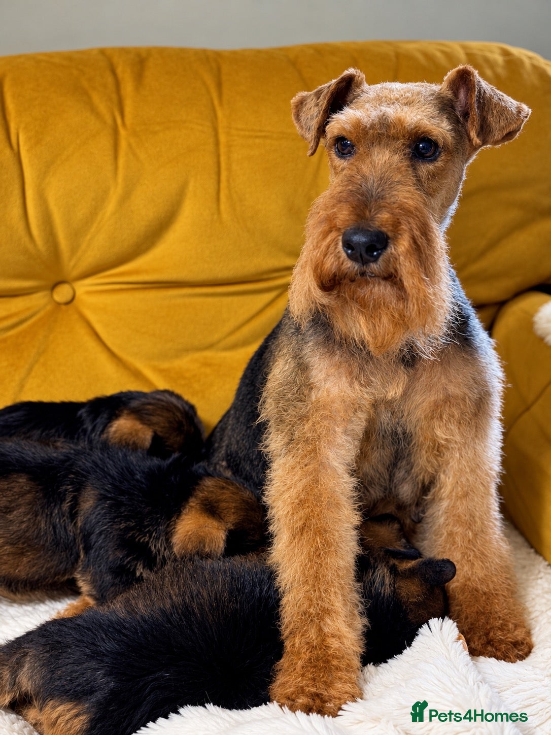Welsh Terrier dogs Wawuzer puppies  - Advert 1