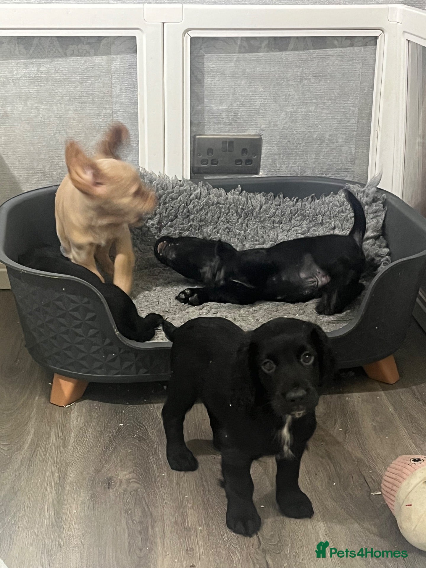 Cocker Spaniel dogs KC registered working Cocker Spaniel pups  - Advert 2