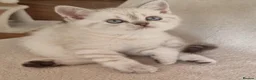 Scottish Fold cats for sale: Scottish Straight and Scottish Fold  - Advert 9