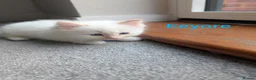 Ragdoll cats for sale: 5 ragdoll kittens  - Advert 8