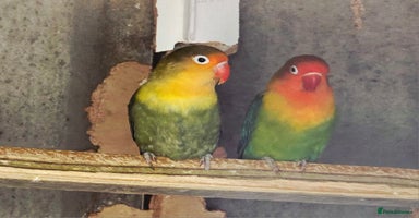 Lovebirds birds - Advert 9