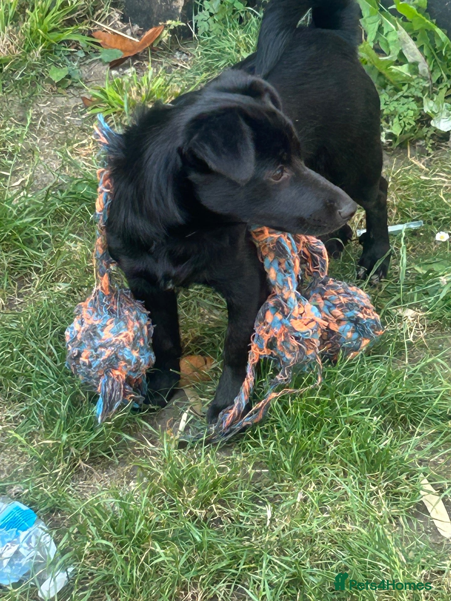 Mixed Breed dogs Jack russel cross yorkie - Advert 1