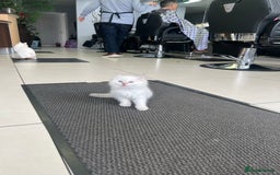 Ragdoll cats for sale: 3 Pure Ragdoll kittens and their mum  - Image 1