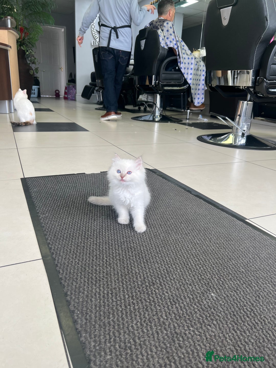 Ragdoll cats for sale: 3 Pure Ragdoll kittens and their mum  - Image 1