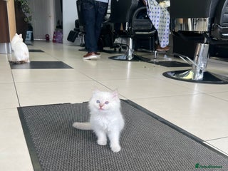 Ragdoll cats - Advert 25