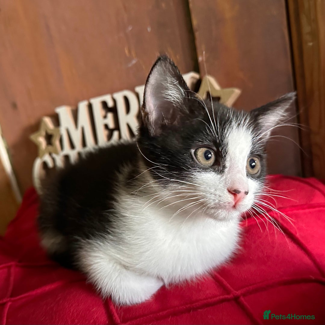 Mixed Breed cats for sale: Kittens from 1/2 Siamese Mum - Advert 38