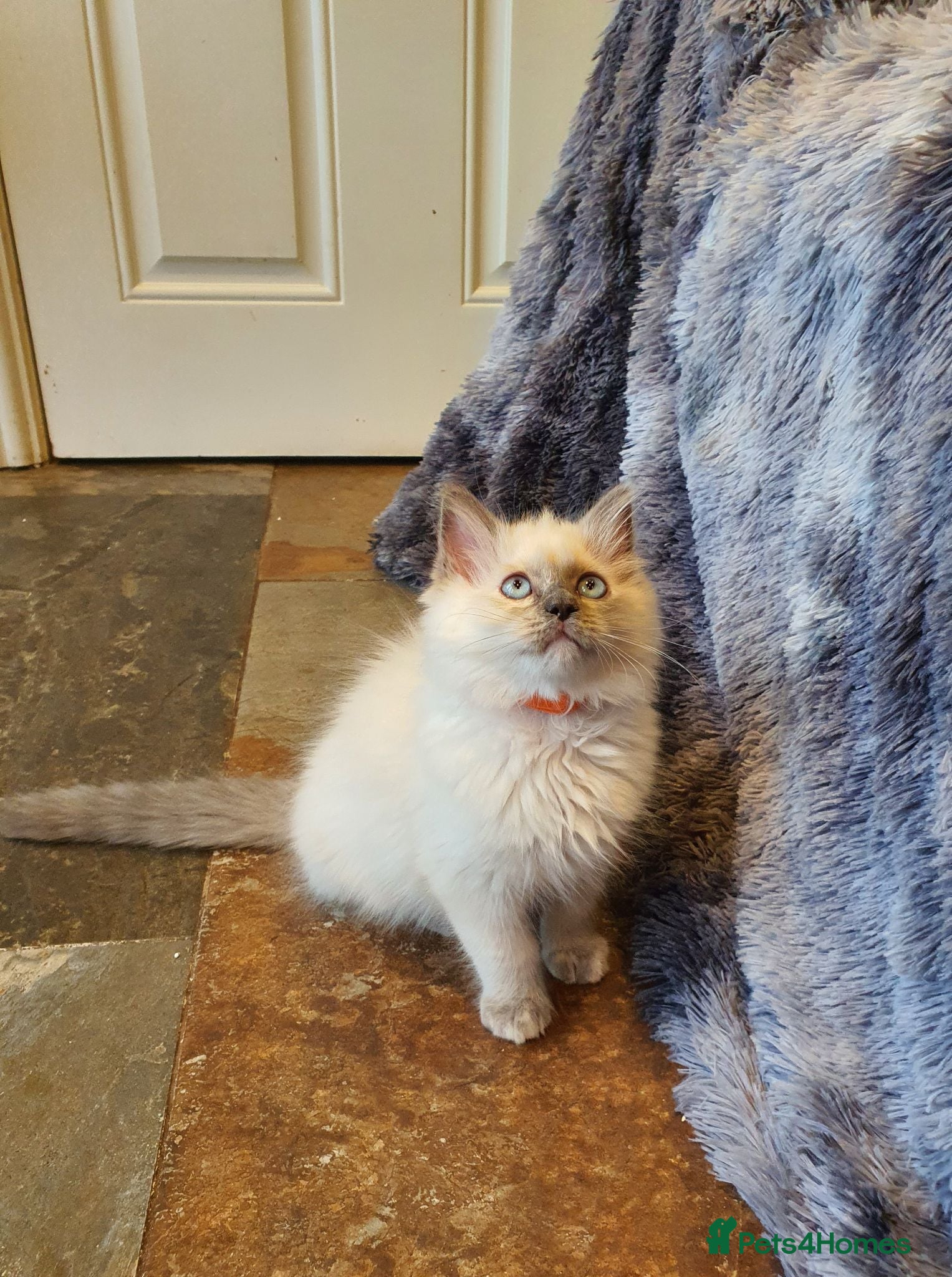 Ragdoll cats Beautiful GCCF Registered Ragdoll Kittens. - Advert 2