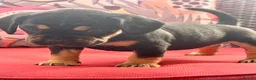 Mixed Breed dogs for sale: Sara Mendy in London - Advert 13