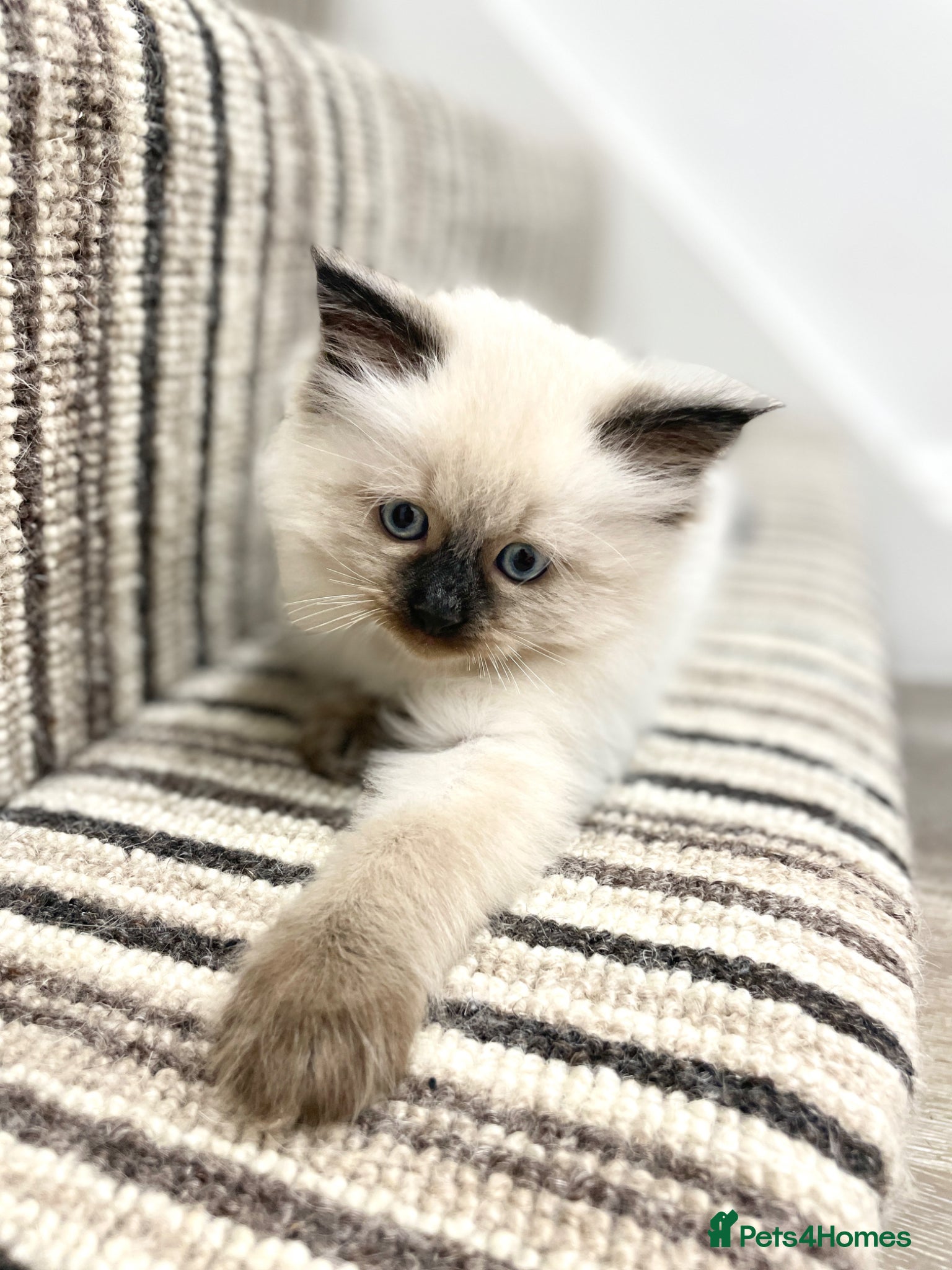 Siberian cats for sale: 2 Pure Neva Masquerade kittens available  - Advert 15