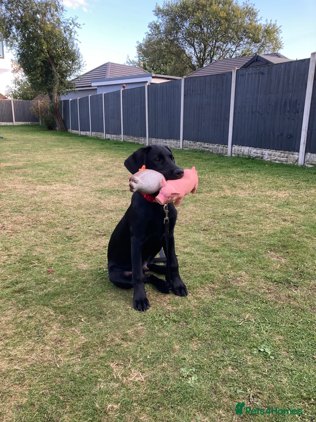 Labrador Retriever dogs for stud: Health Tested Working Labrador Retriever For Stud in Burton-on-Trent - Advert 21