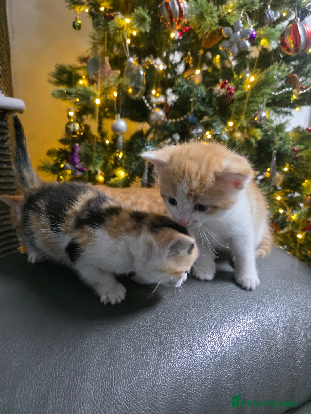 Mixed Breed cats for sale: Beautifull Kittens ready to go  - Advert 21