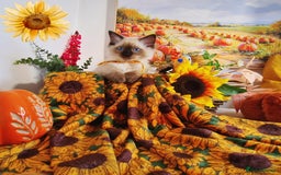 Ragdoll cats for sale: GCCF Ragdoll Kittens - Outstanding!  - Image 1