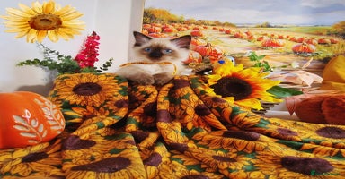 Ragdoll cats - Advert 10