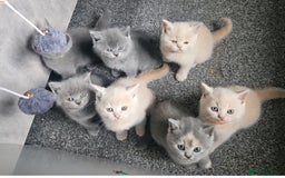 British Shorthair cats for sale: Pretty British shorthair  - Image 18