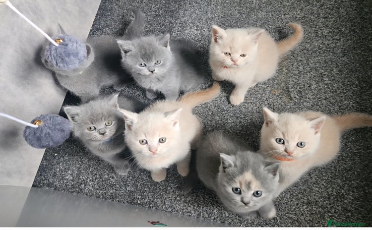 British Shorthair cats - Advert 6