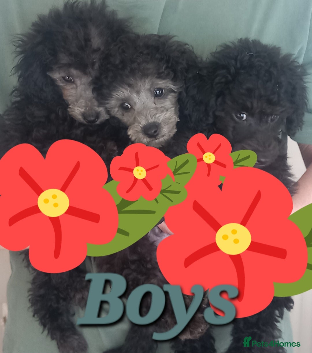 Toy Poodle dogs *KC 11 WKS FULL PEDIGREE SILVER/BLACK TOY POODLES - Advert 13