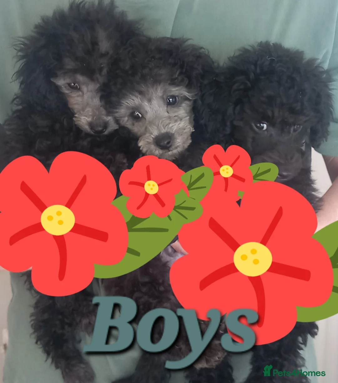 Toy Poodle dogs for sale: *KC 11 WKS FULL PEDIGREE SILVER/BLACK TOY POODLES - Advert 2