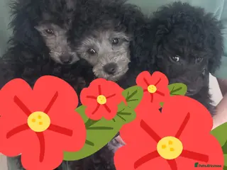 Toy Poodle dogs *KC 11 WKS FULL PEDIGREE SILVER/BLACK TOY POODLES - Advert 13
