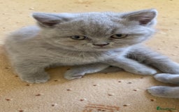 British Shorthair cats for sale: British Shorthair Kittens - Image 2