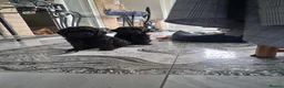 Cockapoo dogs for sale: F2 Cockapoo **1 Male left** - Advert 13