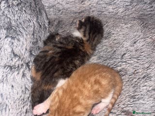 Mixed Breed cats Newborn kittens - Advert 3