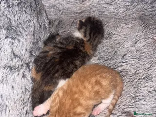 Mixed Breed cats Newborn kittens - Advert 3