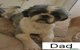 Shih Tzu dogs for sale: Four shih tzu boy puppy’s for sale. - Image 22