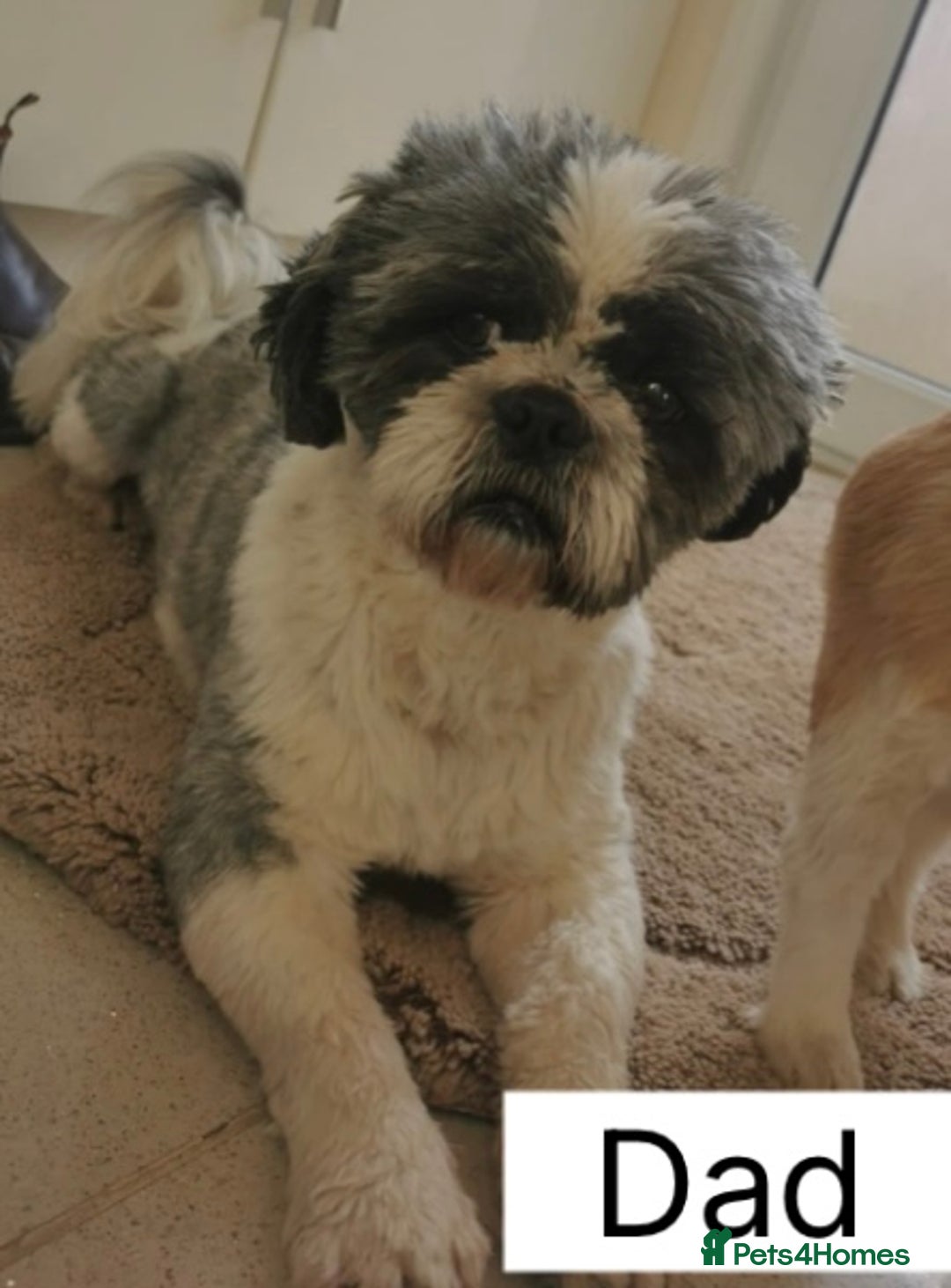 Shih Tzu dogs for sale: Four shih tzu boy puppy’s for sale. - Image 22