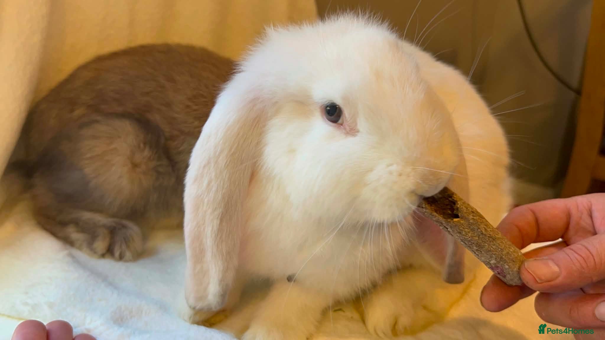 French Lop rabbits Gorgeous French lop babies - Advert 1
