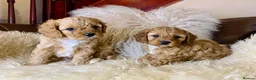 Cavalier King Charles Spaniel dogs for stud: Cavalier stud  - Advert 7