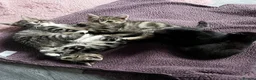 Mixed Breed cats for sale: Kittens  - Advert 4