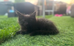 Maine Coon cats for sale: 2 Mainecoon pedigree kitten - Image 31