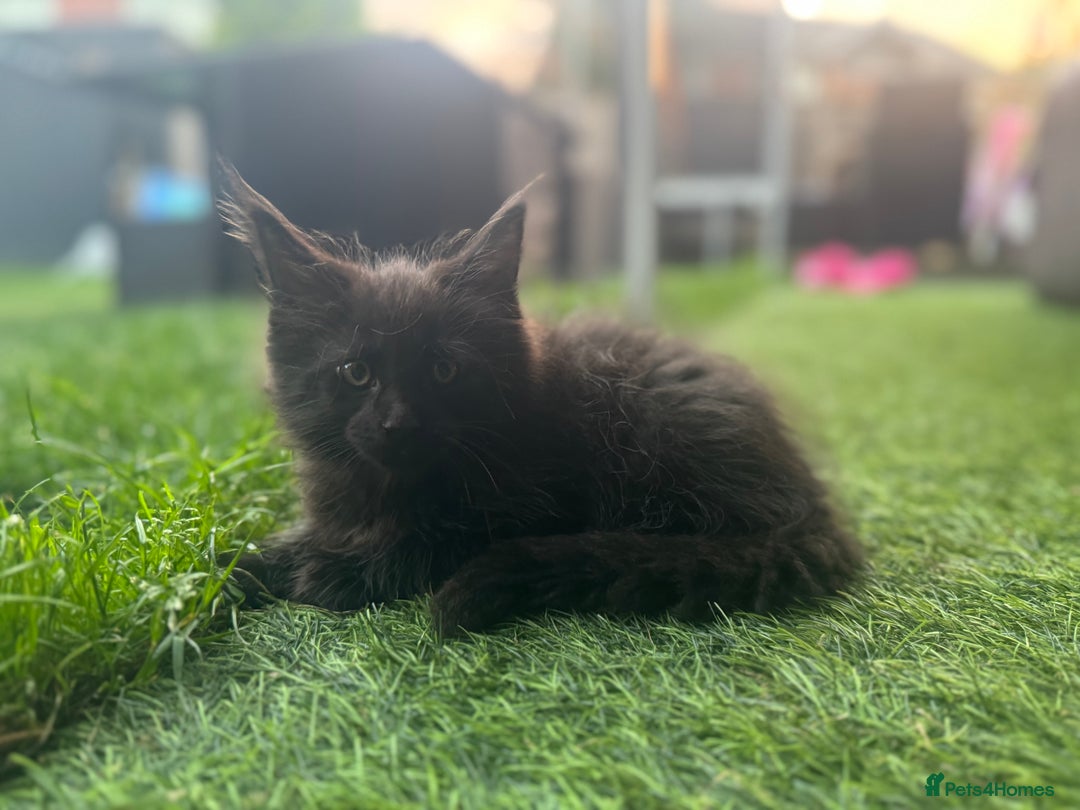 Maine Coon cats for sale: 2 Mainecoon pedigree kitten - Image 31