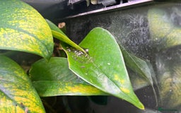 Frog reptiles for sale: Santa Isabel Dart Froglets For Sale - Image 5