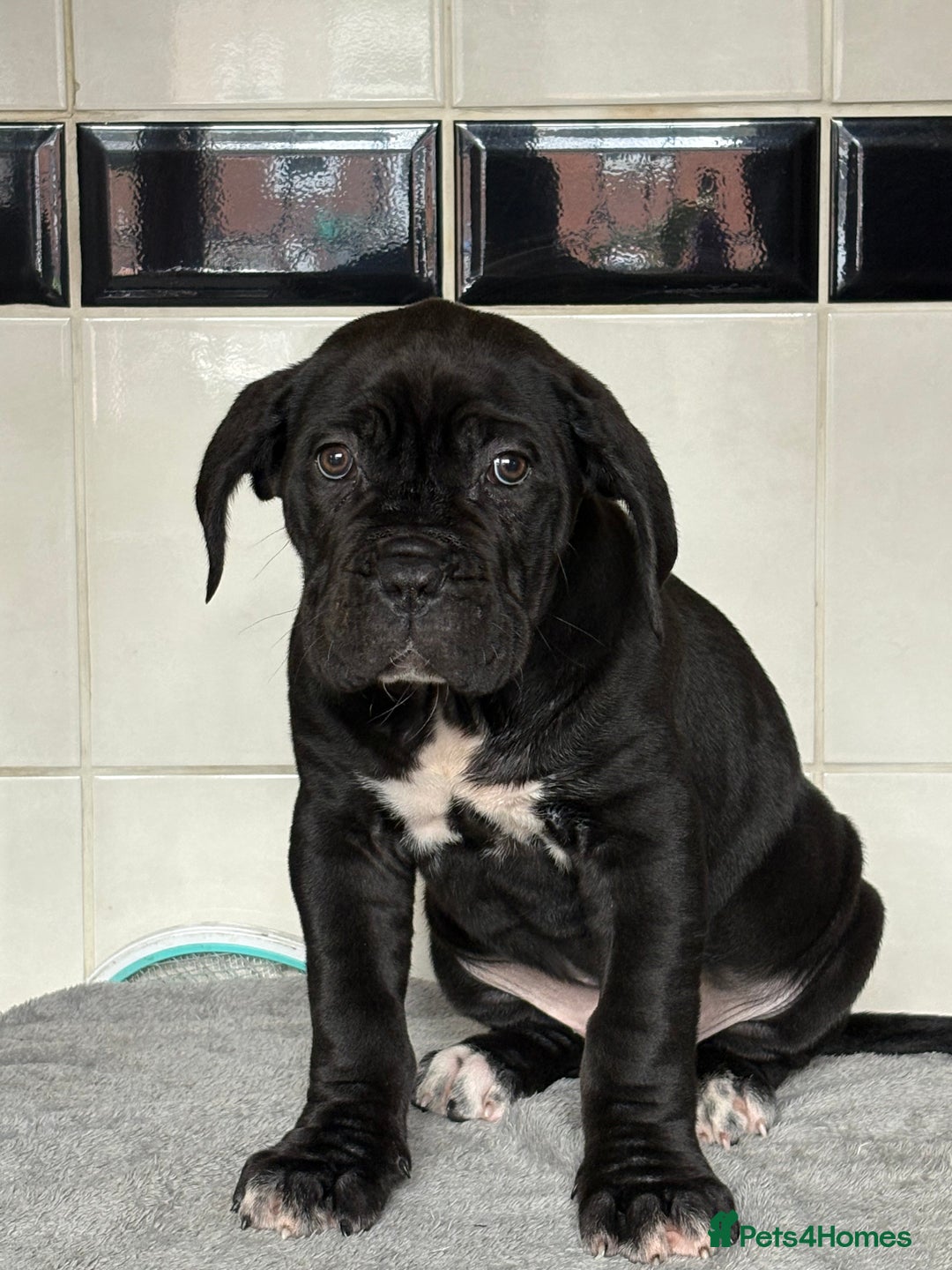 Cane Corso dogs for sale: *PRICE DROP* HUGE STUNNING FULL PEDIGREE FEMALES - Advert 8
