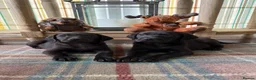 Labrador Retriever dogs for sale: READY NOW Beautiful KC reg girls - health tested - Advert 4