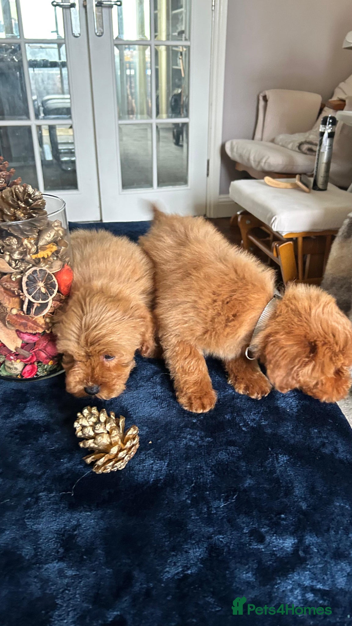 Toy Poodle dogs for sale: 🤩Stunning, Intelligent & Cuddly Fur Babies ⭐️😍 - Advert 1